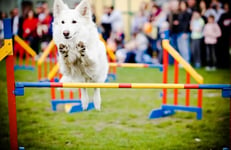 dog jumping over hurdles