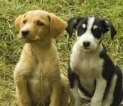 Two sitting puppies showing loyalty