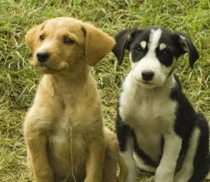 Two sitting puppies showing loyalty