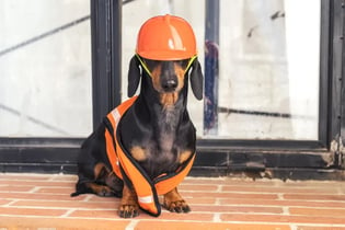 dog with construction hat