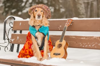 Folk singer dog