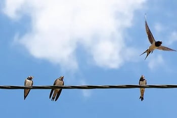 birds on a wire