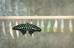 butterfly and cocoons
