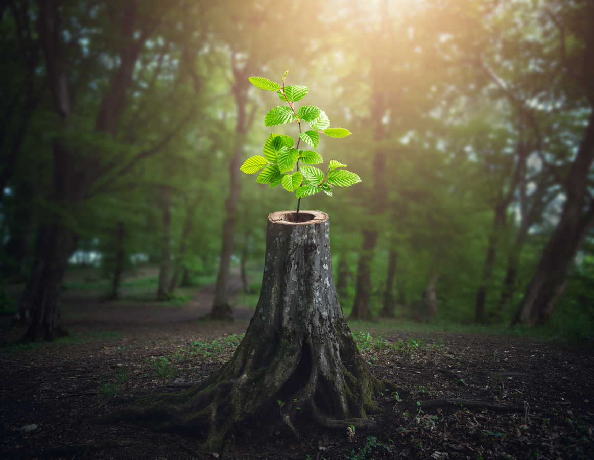 hope for retail in forest