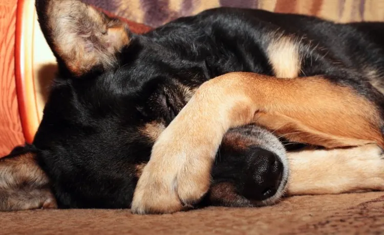 Dog with paw over eyes