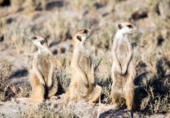 iStock-94973672-Meerkats