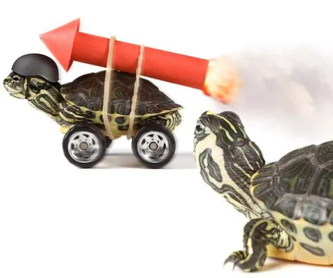 Turtles racing